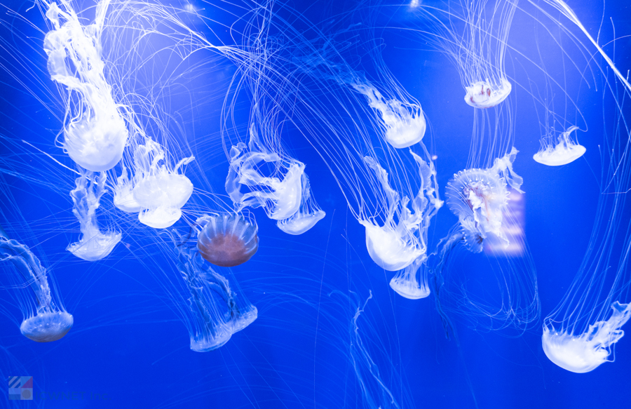 NC Aquarium Pine Knoll Shores Jellyfish