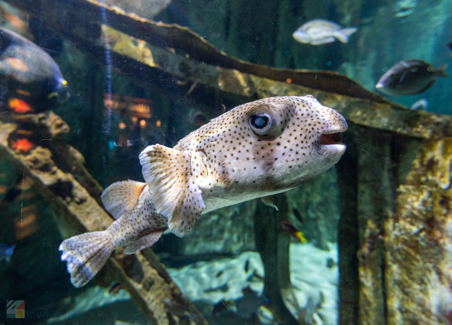 NC Aquarium PKS - A local in their tank