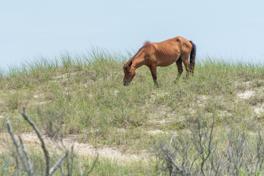 Shackleford Banks Wild Horse