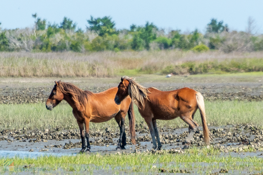 Rachel Carson Reserve