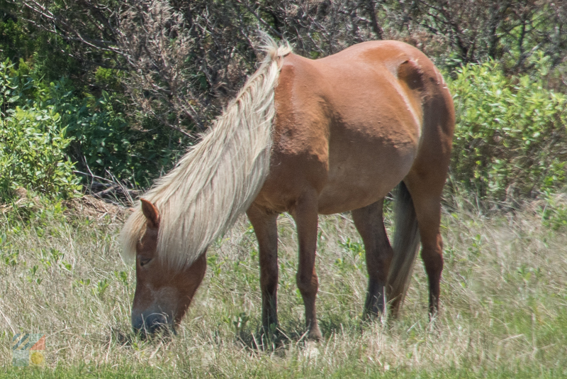 Shackleford Banks Wild Horses