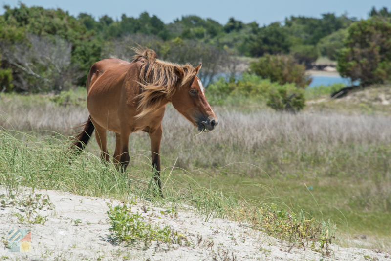 Shackleford Banks Wild Horses