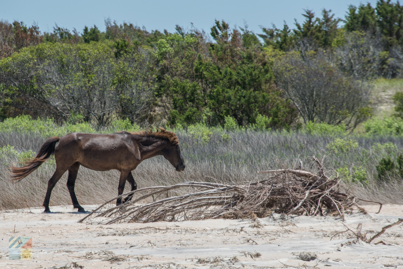 Shackleford Banks Wild Horses