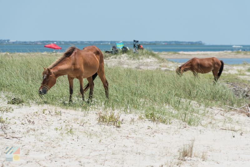 Shackleford Banks Wild Horses