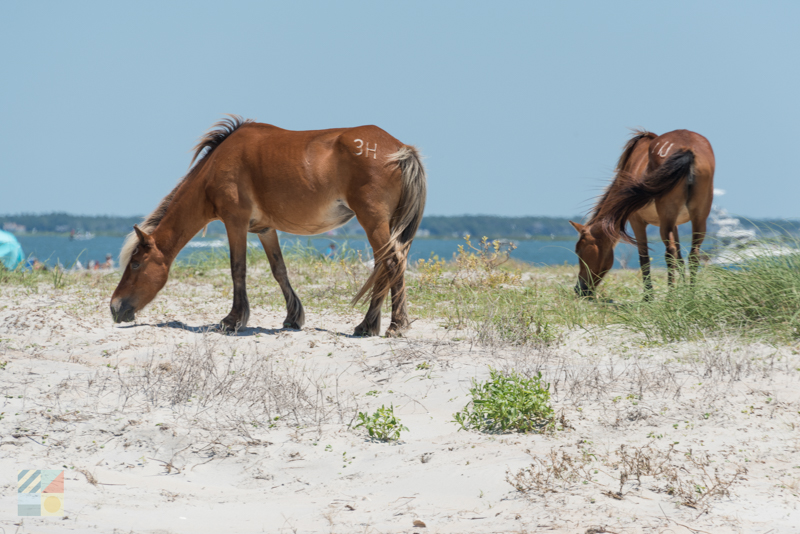 Shackleford Banks Wild Horses