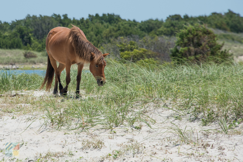 Shackleford Banks Wild Horses