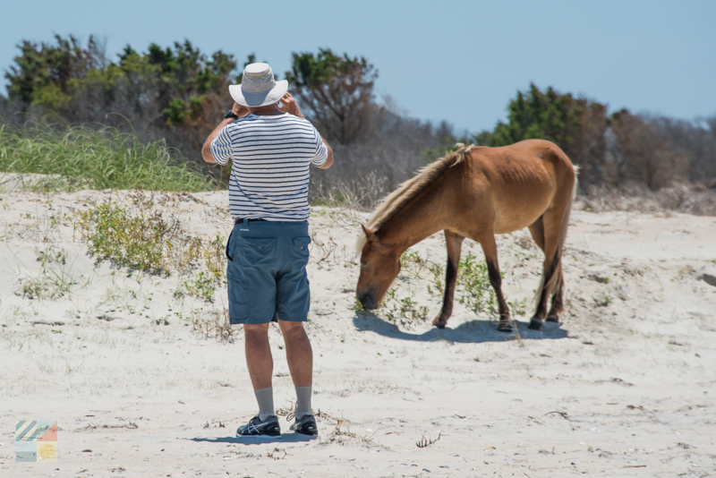 Shackleford Banks Wild Horses