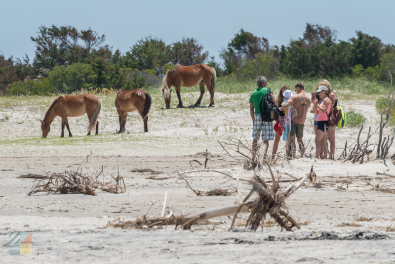 Shackleford Banks Wild Horses