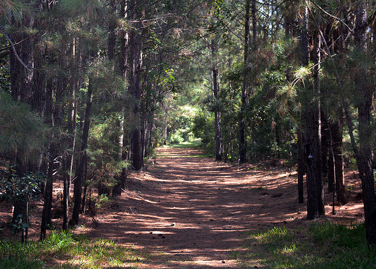 Emerald Isle Woods