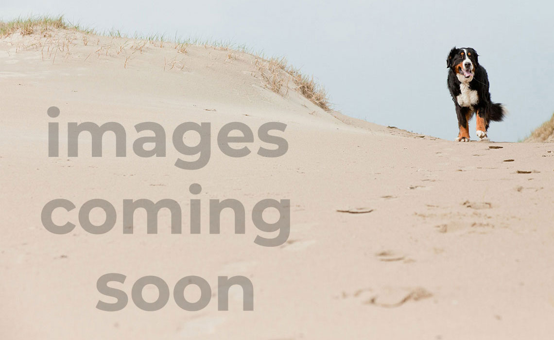 A Salty Kiss. Spacious Oceanfront Luxury...