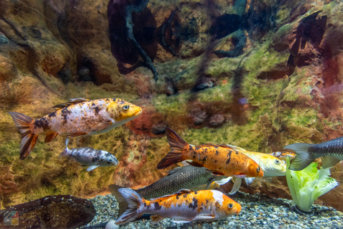 NC Aquarium PKS