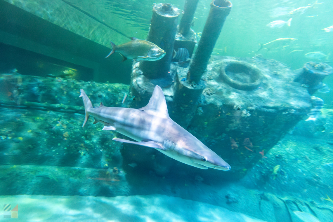 NC Aquarium Pine Knoll Shores