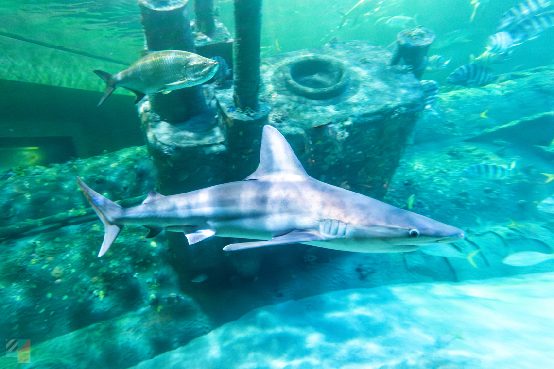 NC Aquarium PKS