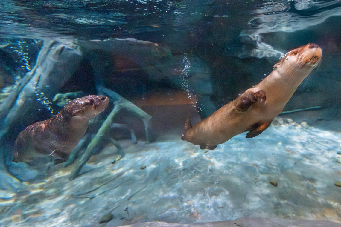 NC Aquarium Pine Knoll Shores