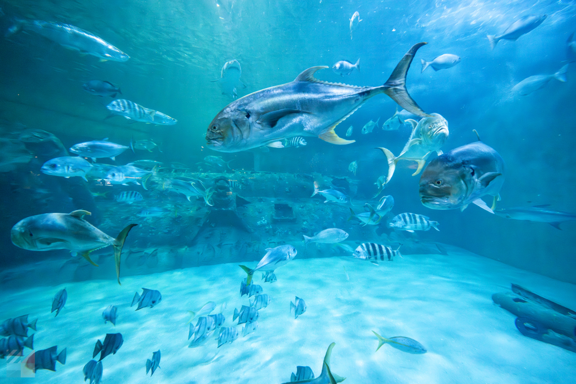NC Aquarium Pine Knoll Shores