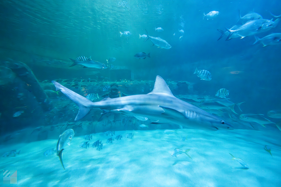 NC Aquarium Pine Knoll Shores