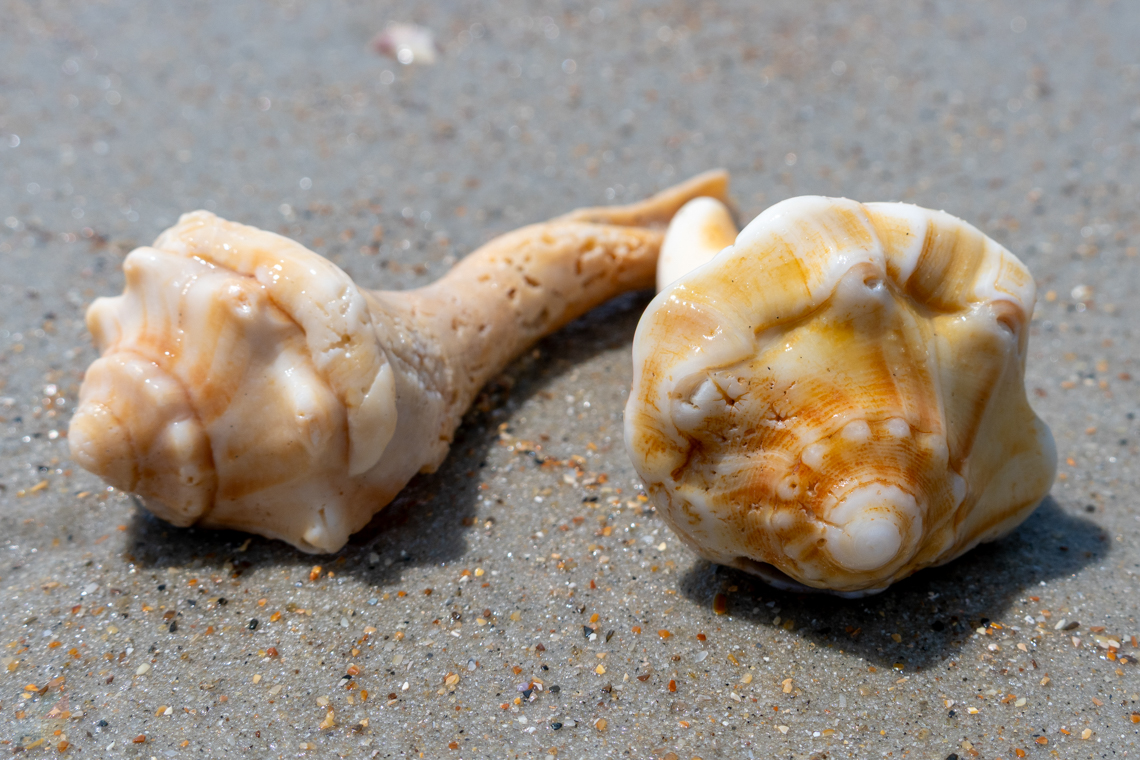 Shelling on Shackleford Banks
