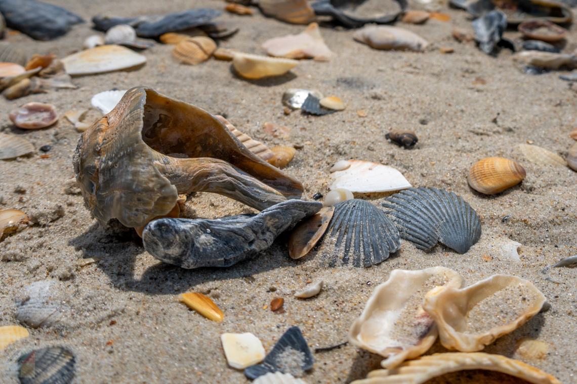 Shackleford Banks Shelling