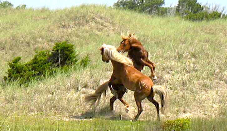 Wild horses spar among the dunes - Island Ferry Adventures