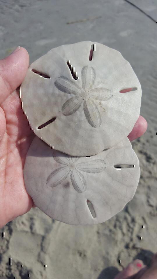 Morehead City Ferry Service - sand dollars