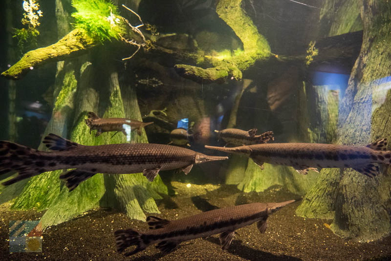 NC Aquarium at Pine Knoll Shores