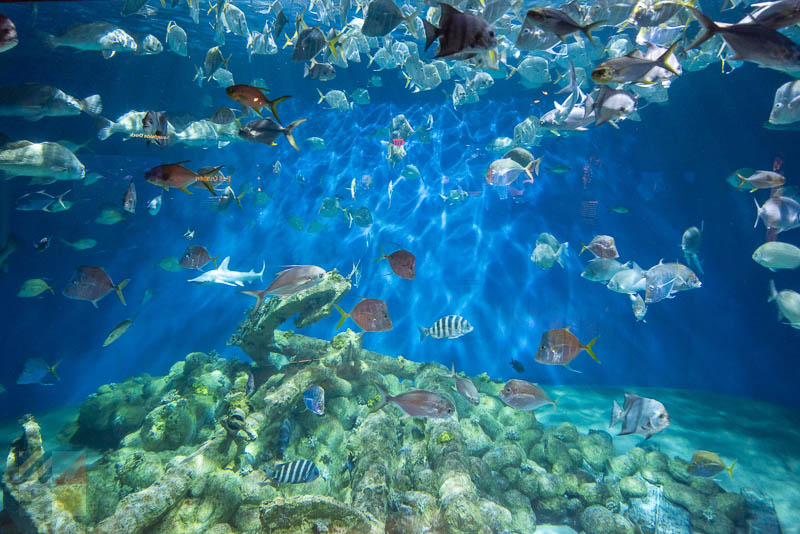 NC Aquarium at Pine Knoll Shores
