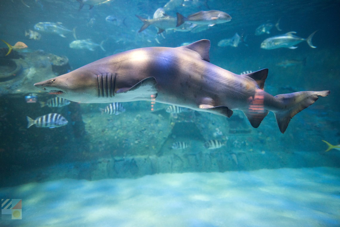 North Carolina Aquarium at Pine Knoll Shores