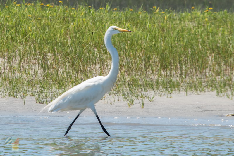Rachel Carson Estuarine Reserve