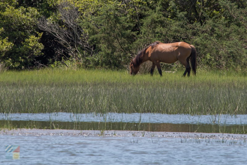 Rachel Carson Estuarine Reserve