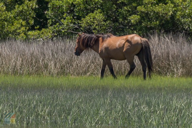 Rachel Carson Estuarine Reserve