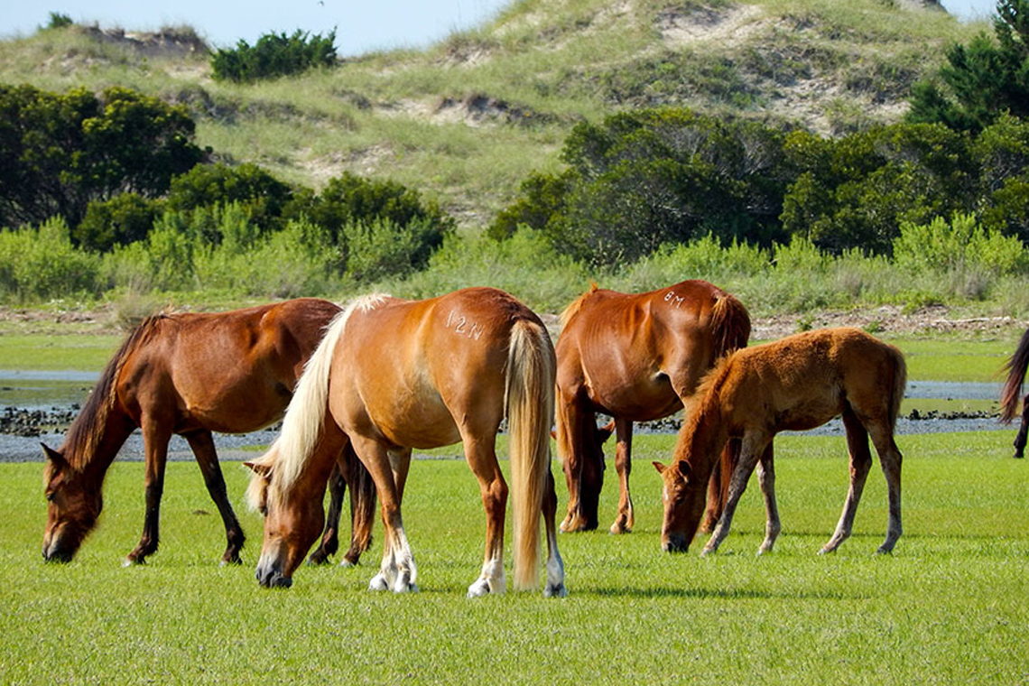 Shackleford Wild Horse & Shelling Safari - Wild horses on Shackleford Banks