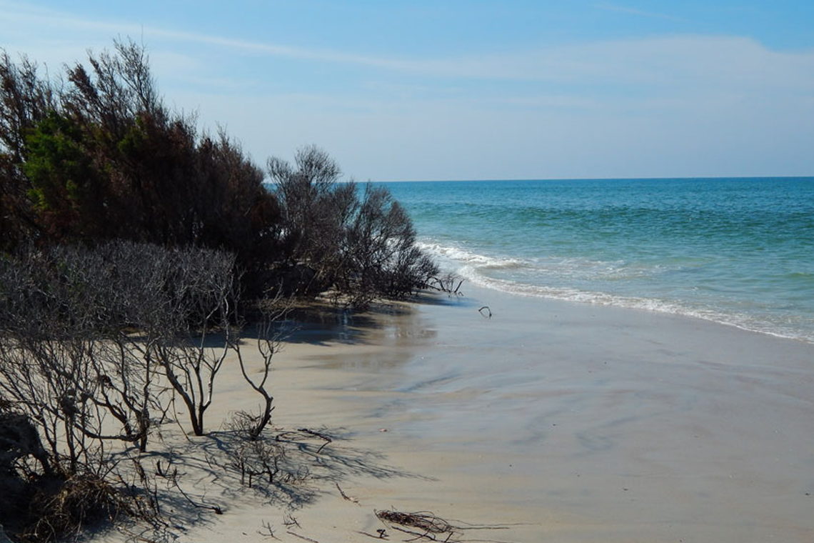 Shackleford Wild Horse & Shelling Safari - beautiful shoreline