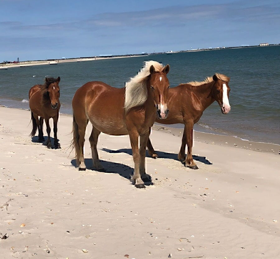 Shackleford Wild Horse & Shelling Safari - Wild horses on Shackleford Banks