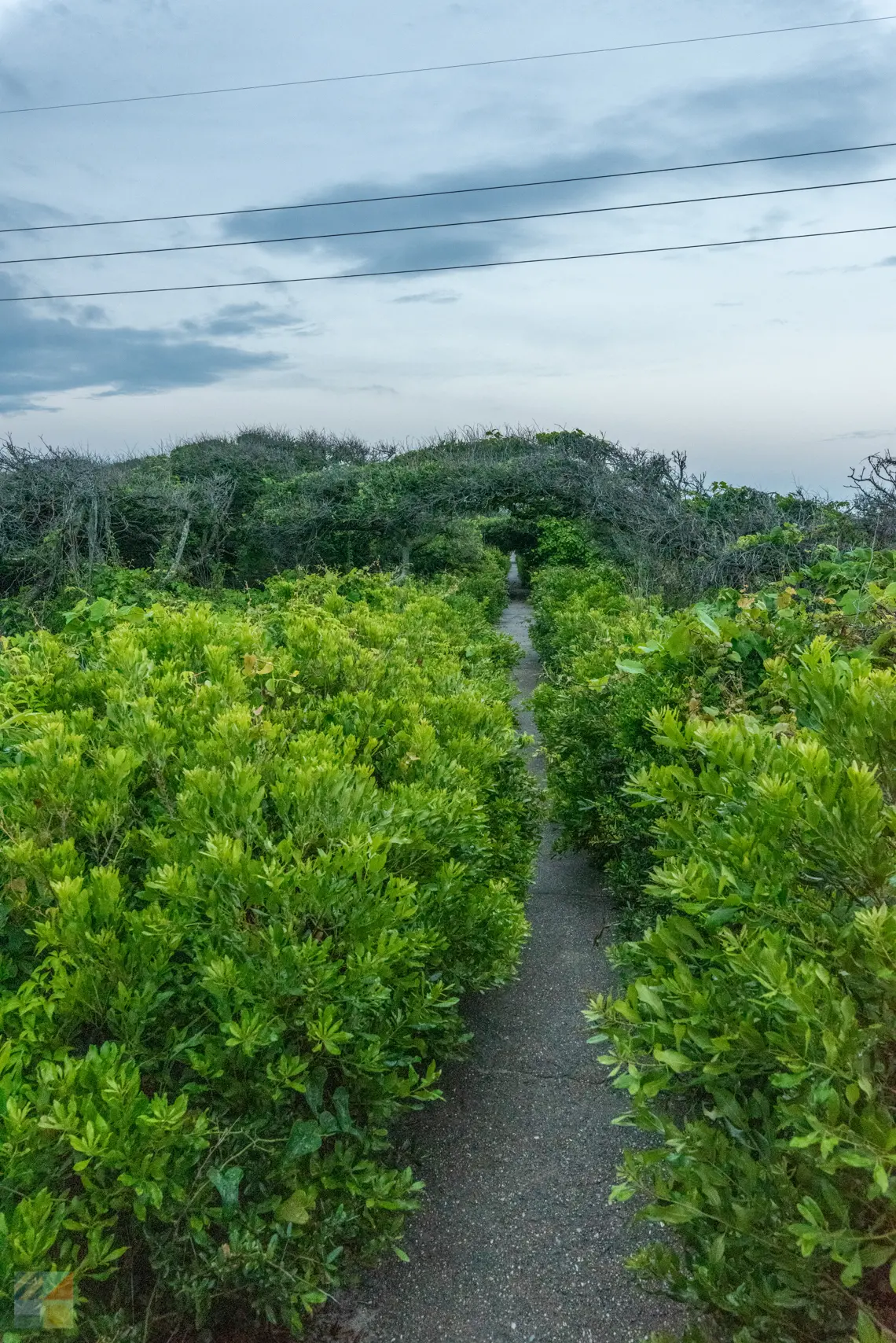 Pea Island NWR trail