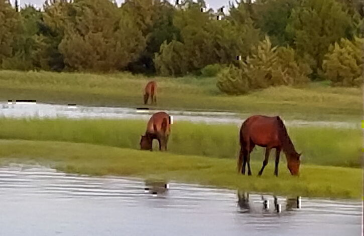 Beaufort Pirates Revenge - view of the Shackleford Banks wild horses
