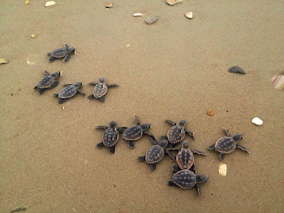 Island Express Ferry Service hatchlings race toward the surf