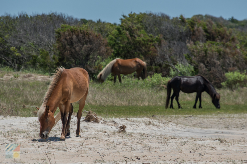 Banker ponies on the Shackleford Banks - Cape Lookout National Seashore