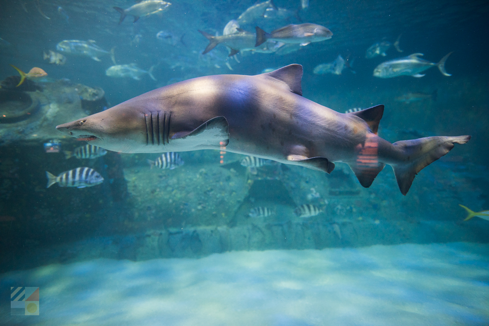 NC Aquarium at Pine Knoll Shores