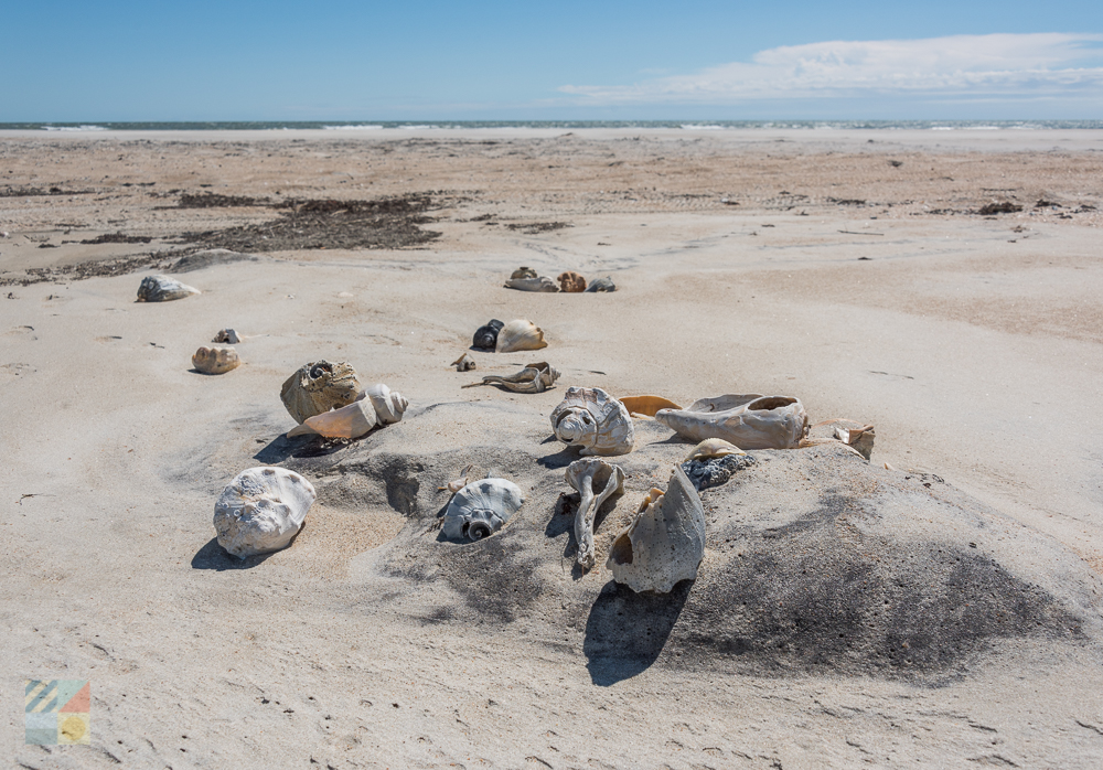 Discarded shells on Cape Lookout