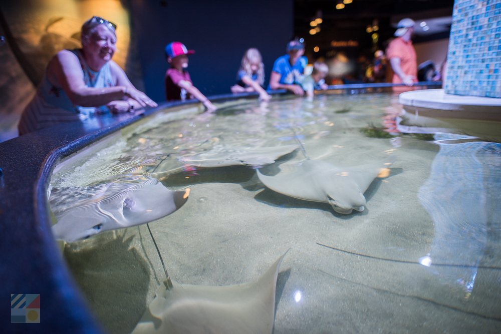 Touching rays at NC Aquarium at Pine Knoll Shores