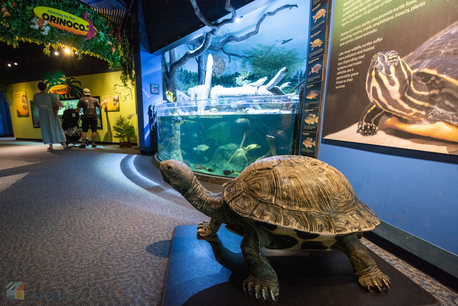 Touching rays at NC Aquarium at Pine Knoll Shores