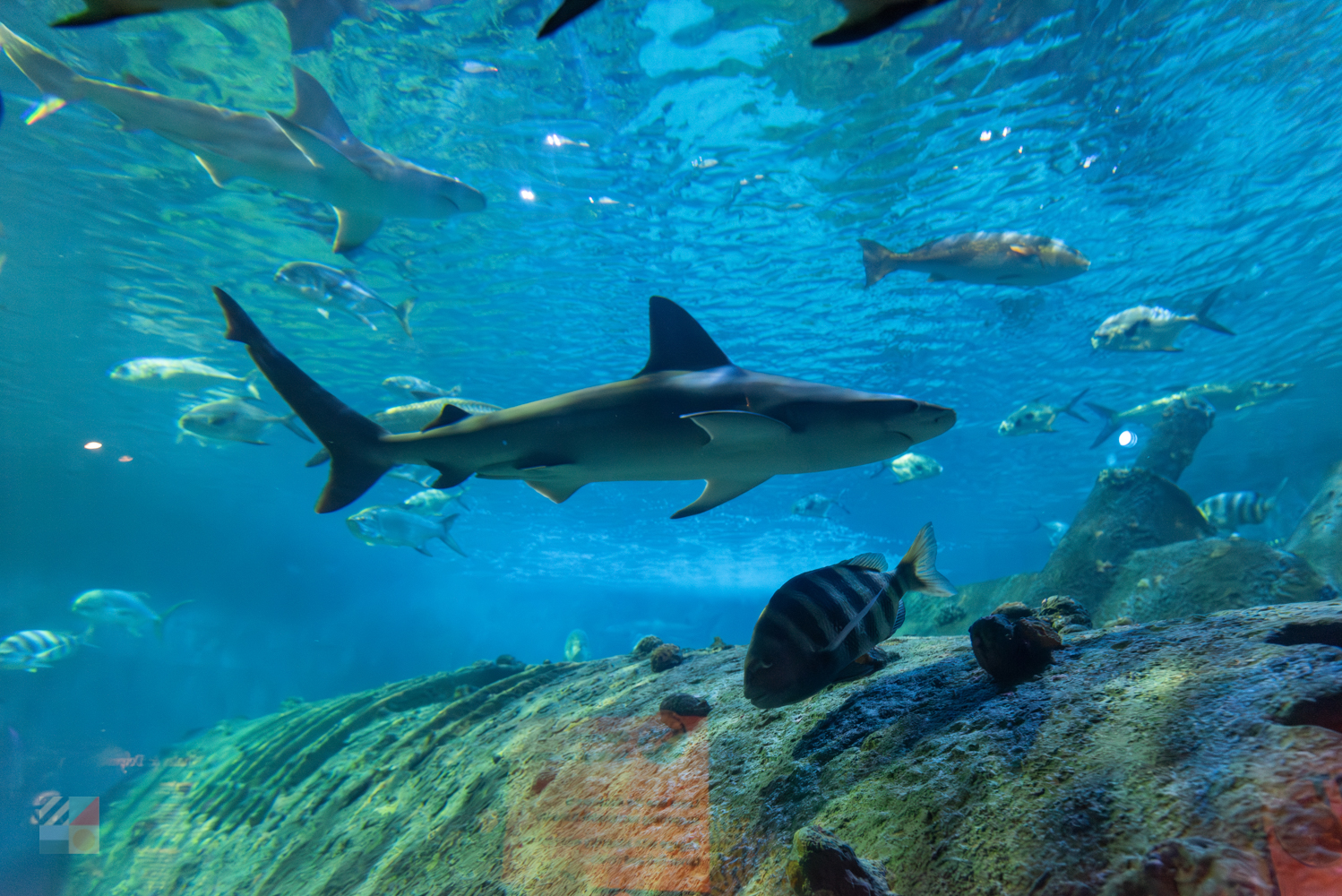 NC Aquarium Pine Knoll Shores