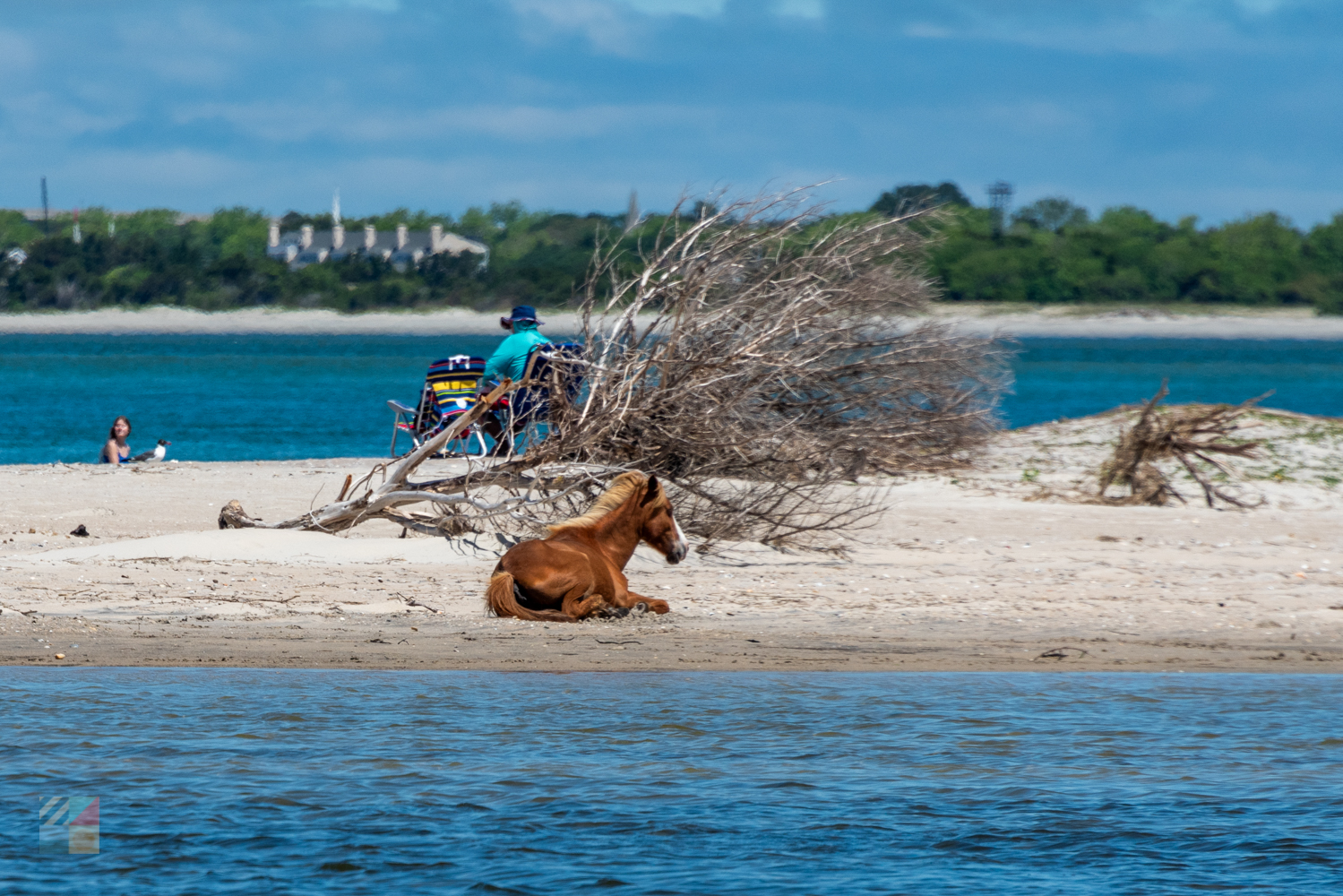 Shackleford Banks wild horses
