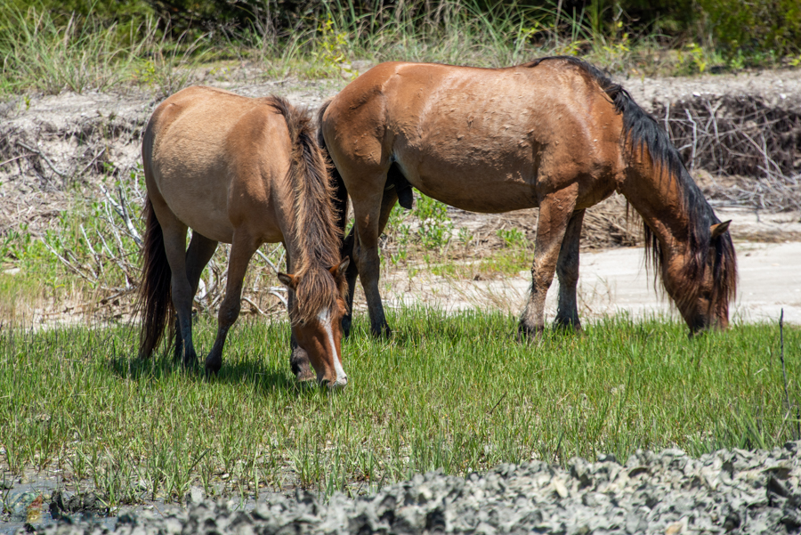 Shackleford Banks Horses