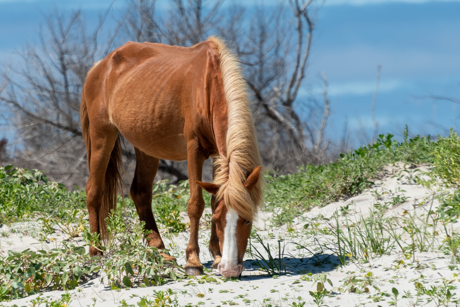 Shackleford Banks wild horses