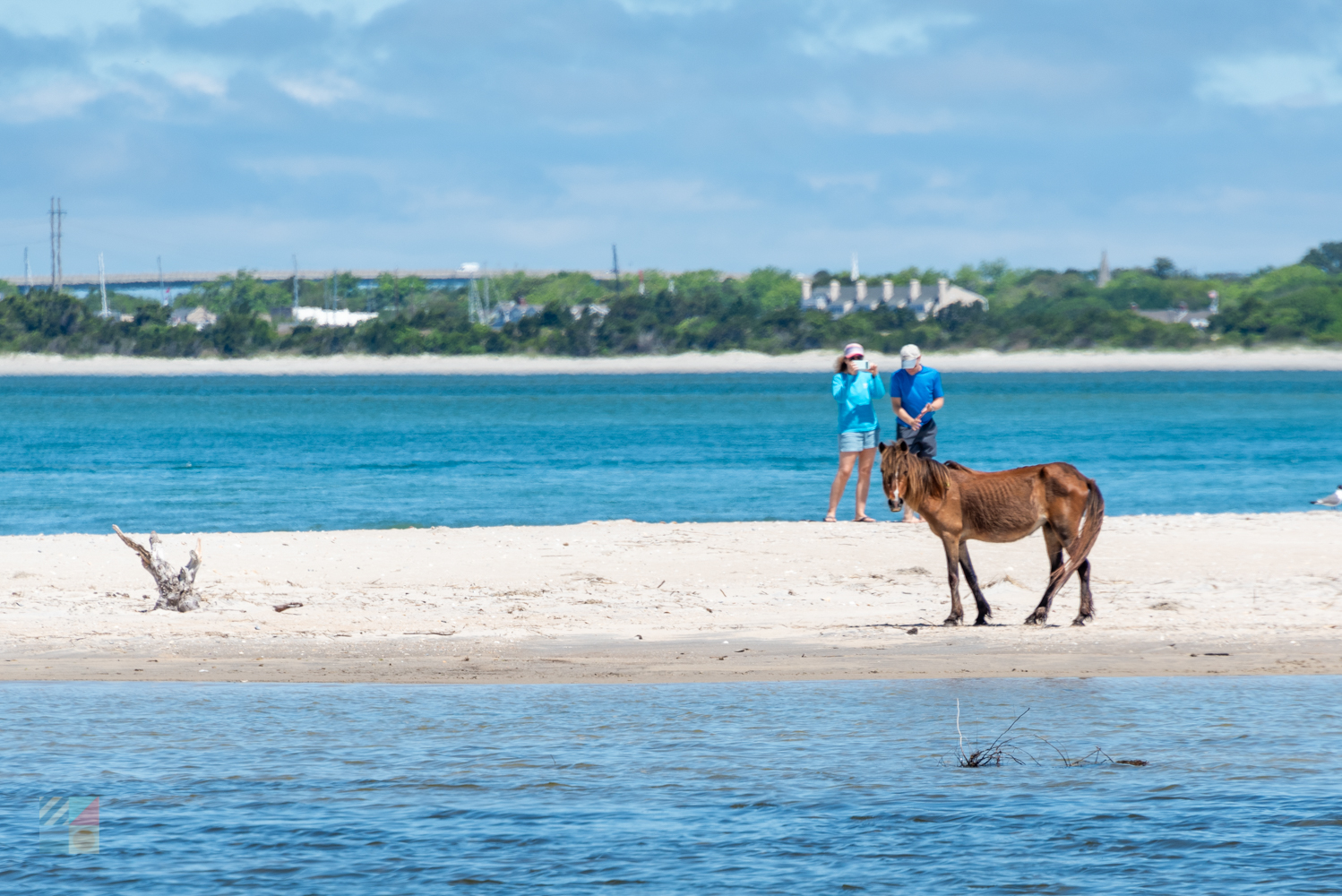 Shackleford Banks wild horses