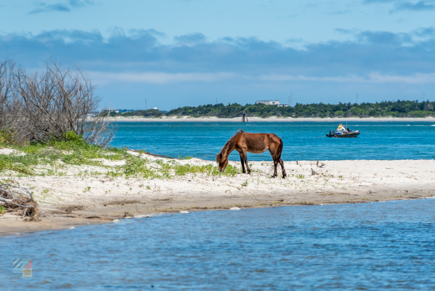 Shackleford Banks wild horses