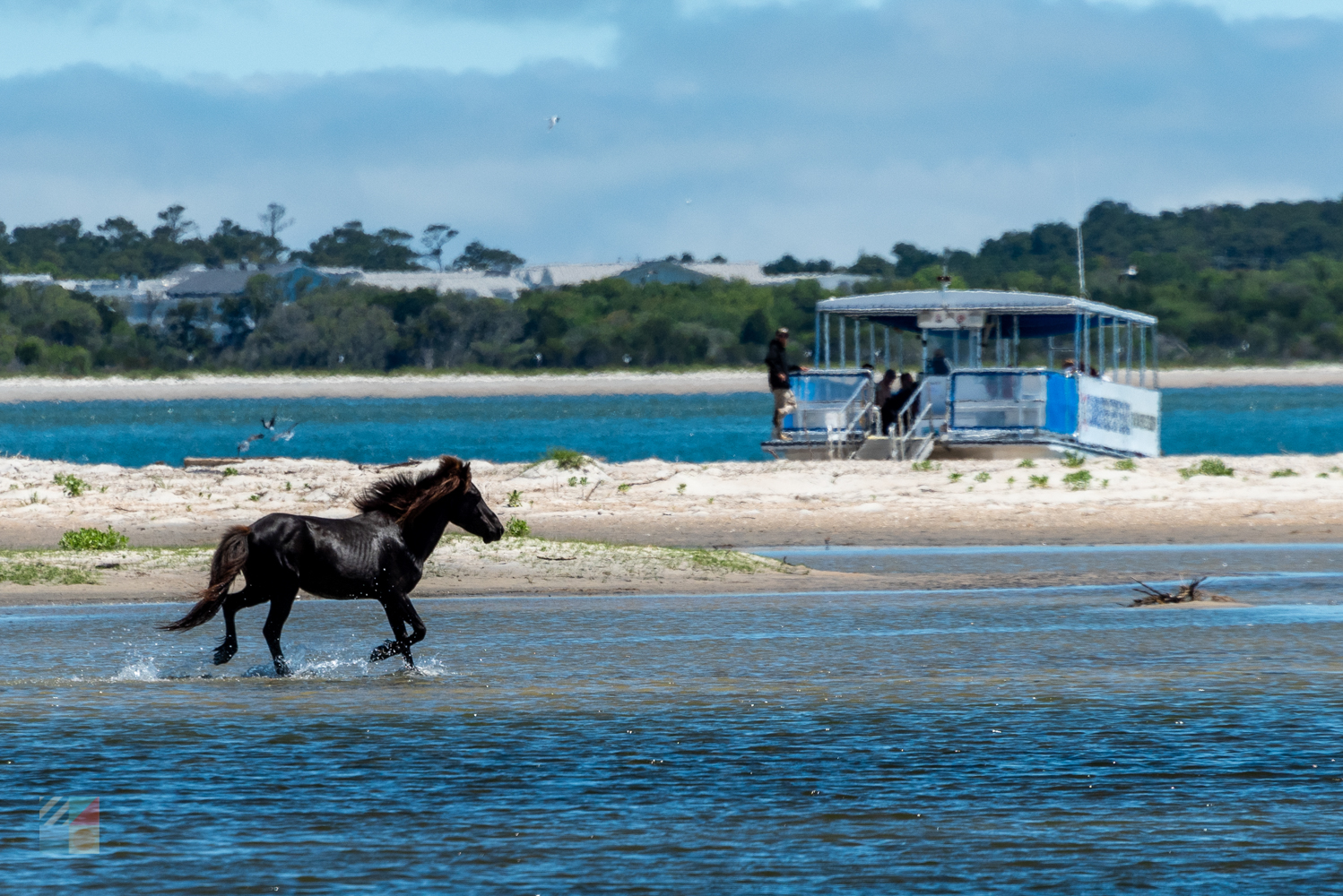 Shackleford Banks wild horses
