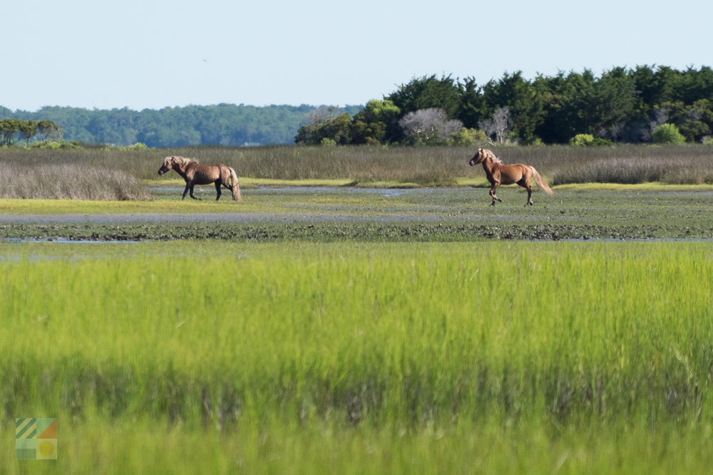 Shackleford Banks wild horses