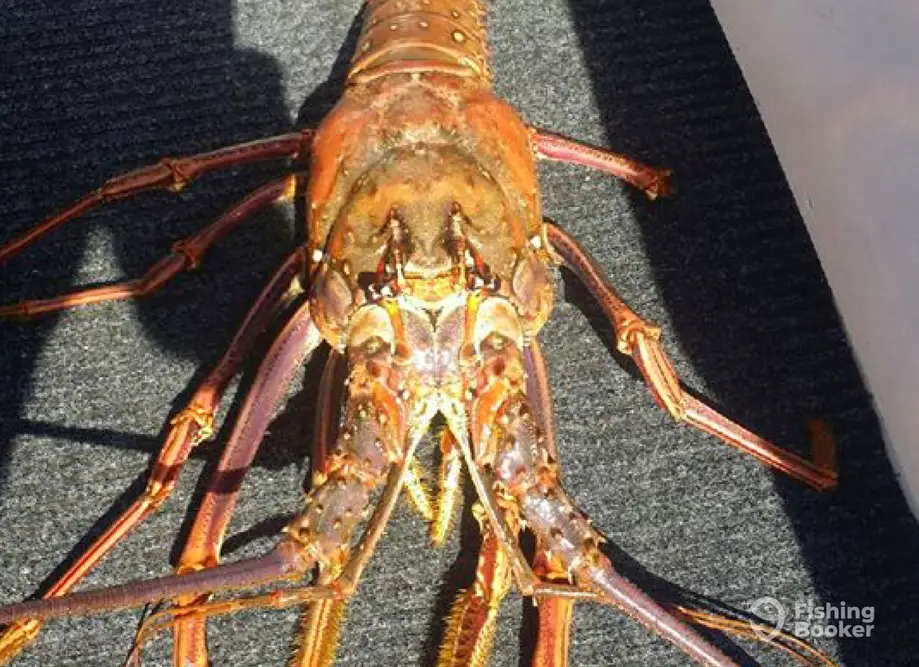 Mutiny Charters charter image 3